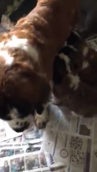 Saint Bernard dogs for sale: Health-tested line established 1990s. - Video 1