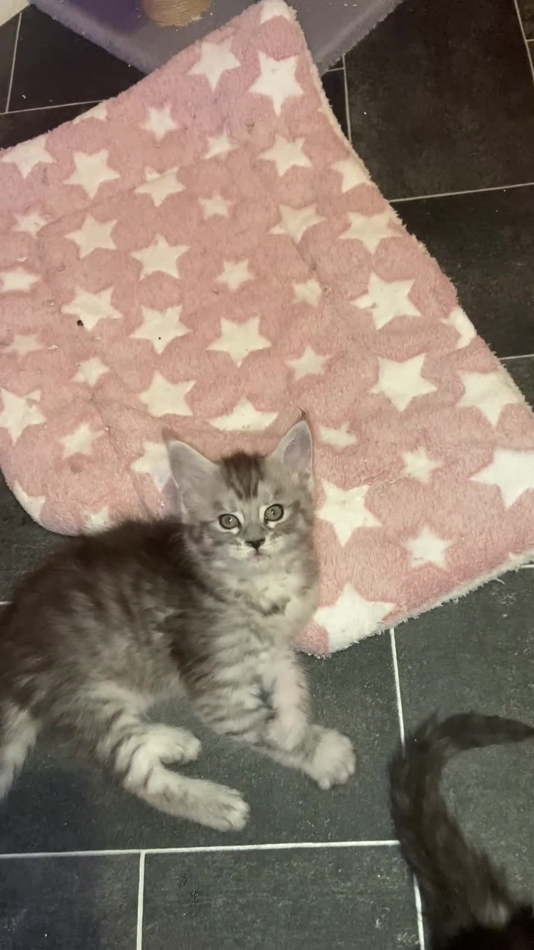 Maine Coon cats for sale: “Stunning” Maine Coon Kittens Ready to Leave Now - Video 1