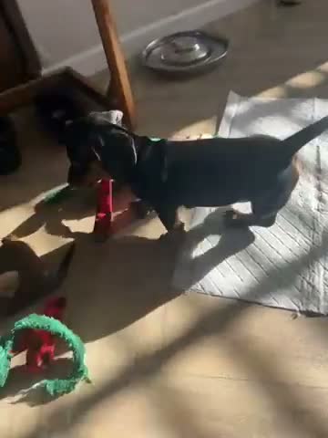 Dachshund dogs for sale: Dashund puppies  - Video 1