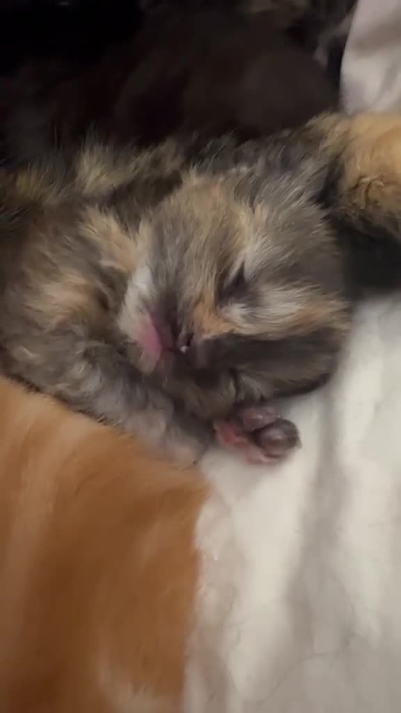 Mixed Breed cats for sale: New born kittens! - Video 1