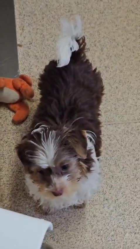 Yorkshire Terrier dogs for sale: 🤎 Mocha 🤎 Small Biro Yorkie Boy 1,9kg ready now - Video 1