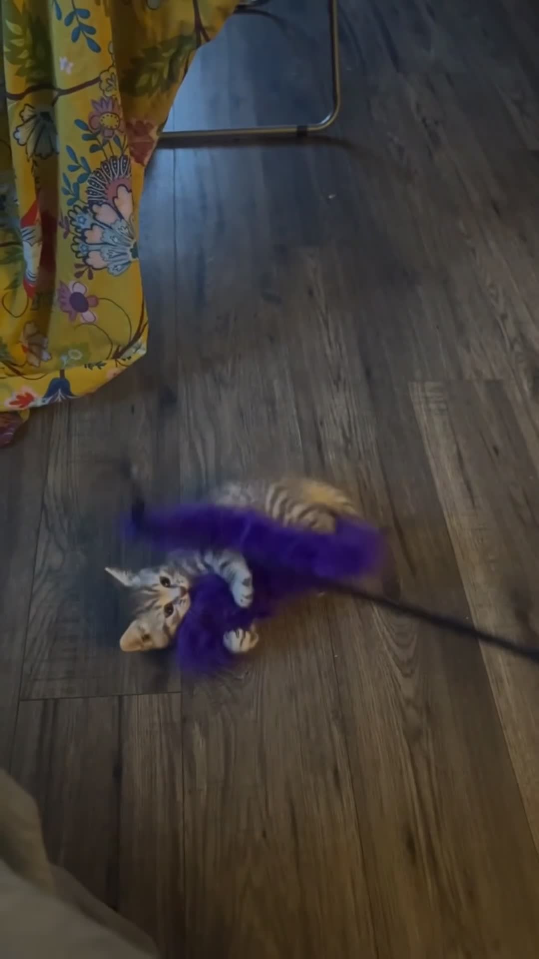 British Shorthair cats for sale: GCCF Brown-tabby MALE AVAILABLE - Video 2