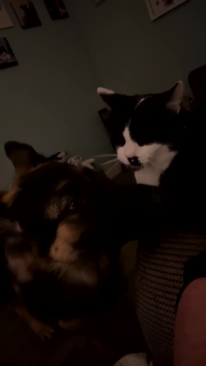 Domestic Shorthair cats for sale: TWO CATS NEED REHOMING TOGETHER  - Video 4