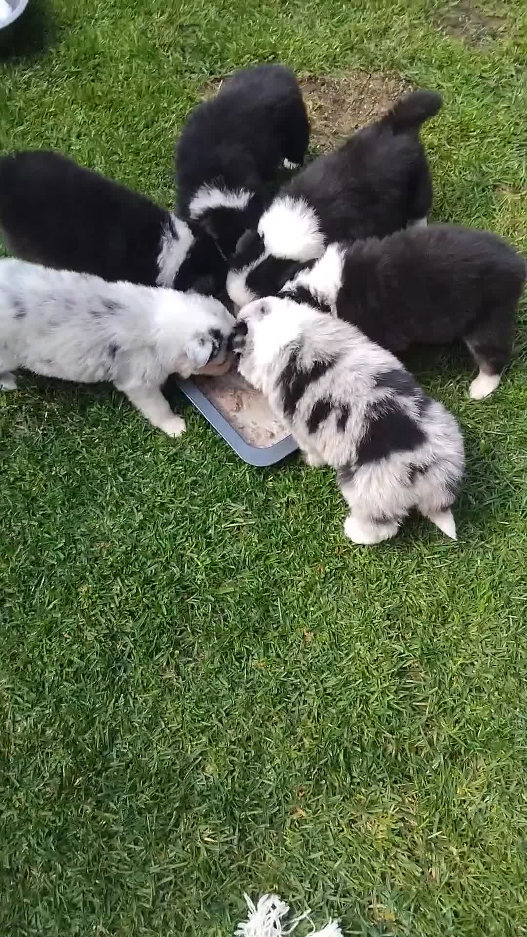Border Collie dogs for sale: Border Collie pups - Video 1