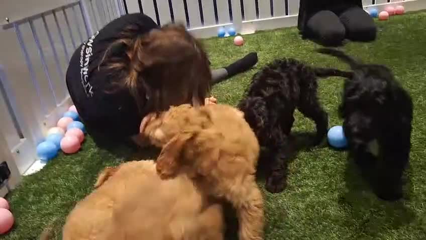 Irish Doodle dogs for sale: Toy Irish Doodle Puppies,1st vac and ready to go!  - Video 5