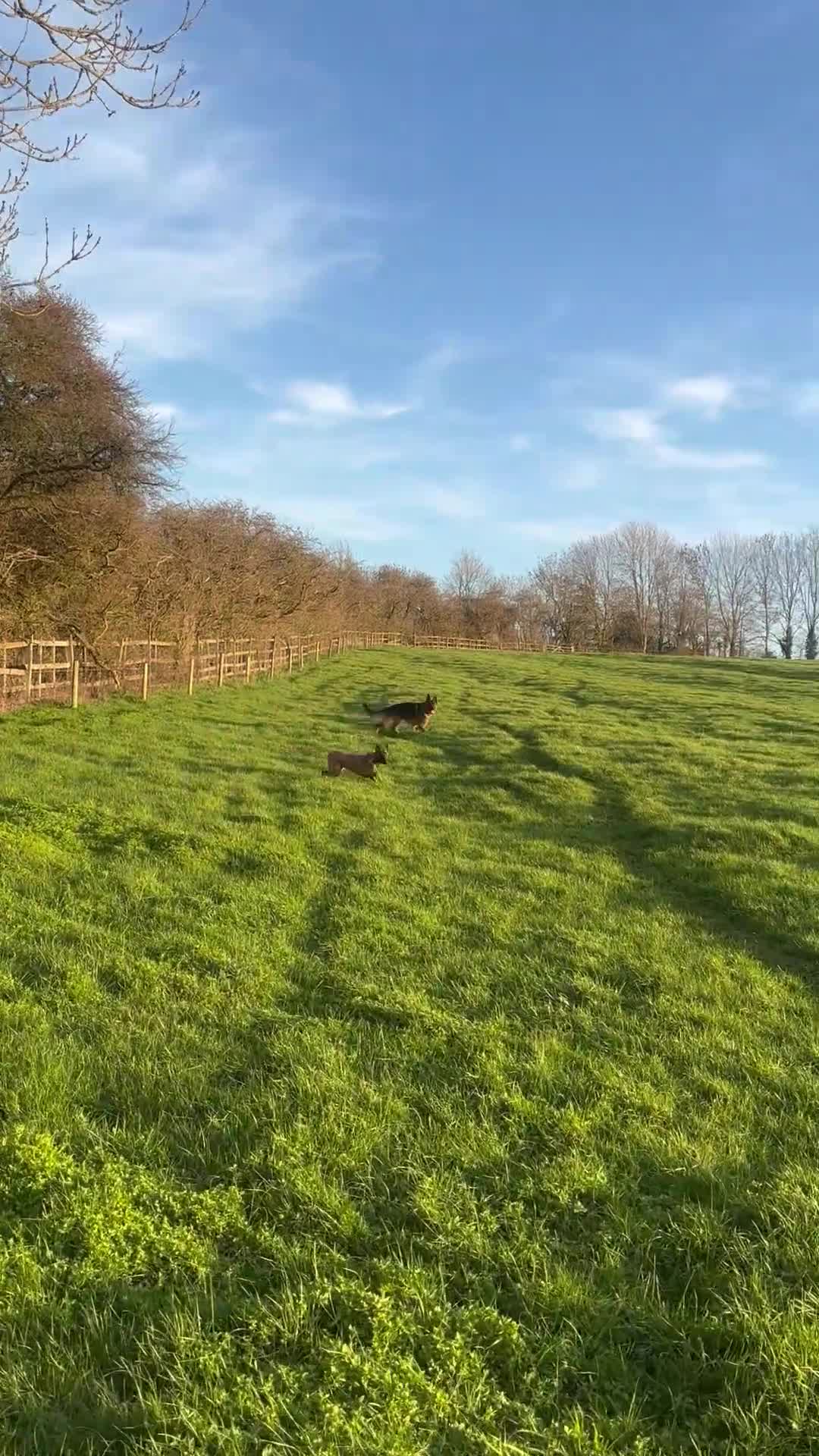 Belgian Shepherd Dog dogs for sale: Mali pup  - Video 2