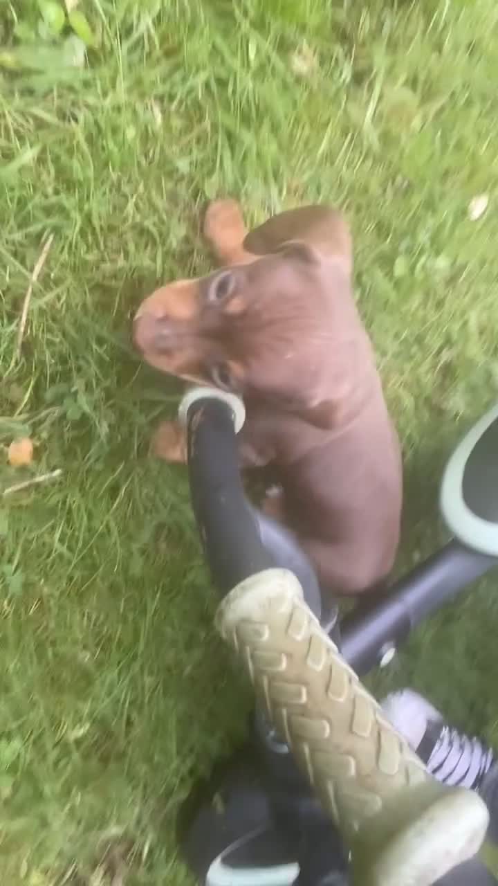Miniature Dachshund dogs for sale: Miniature Dachshund  in Dungannon - Video 2