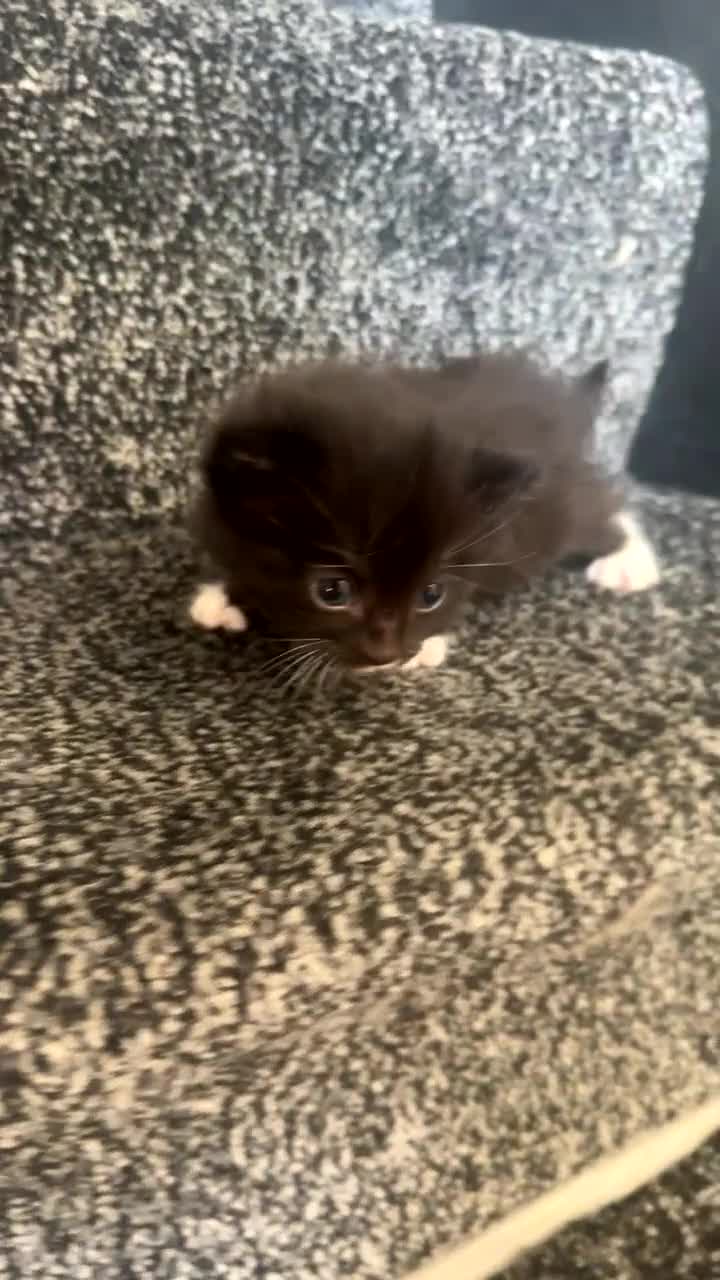 British Longhair cats for sale: British long hair  - Video 2