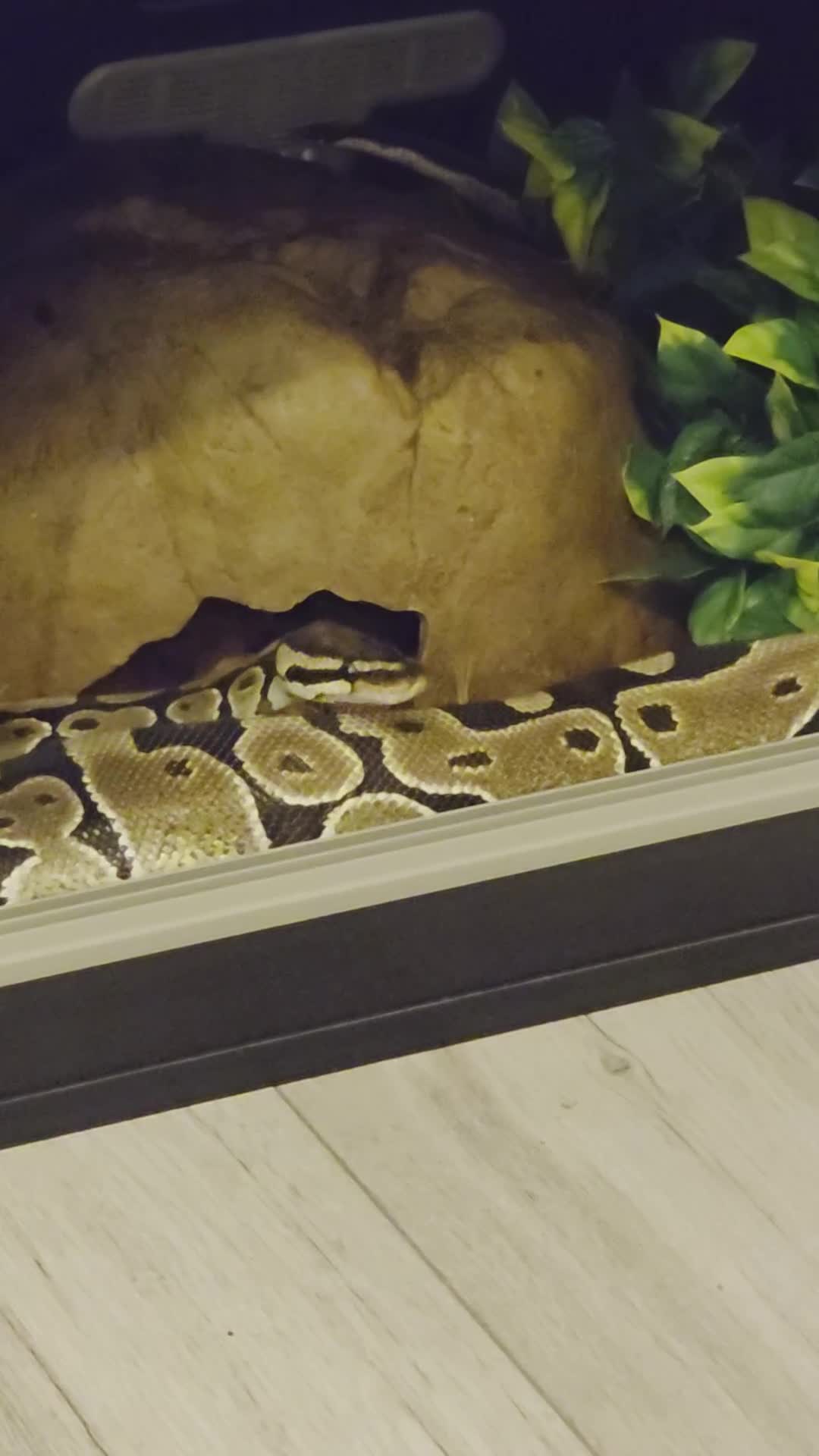 Python Snake reptiles for sale: Ball python plus 1 month old vaverium - Video 1