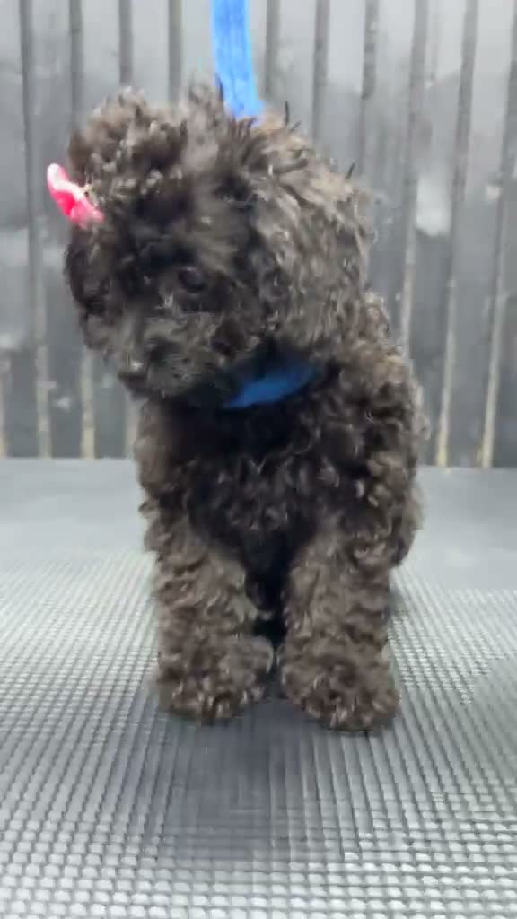 Cavapoo dogs for sale: Only 1 girl available now  - Video 1