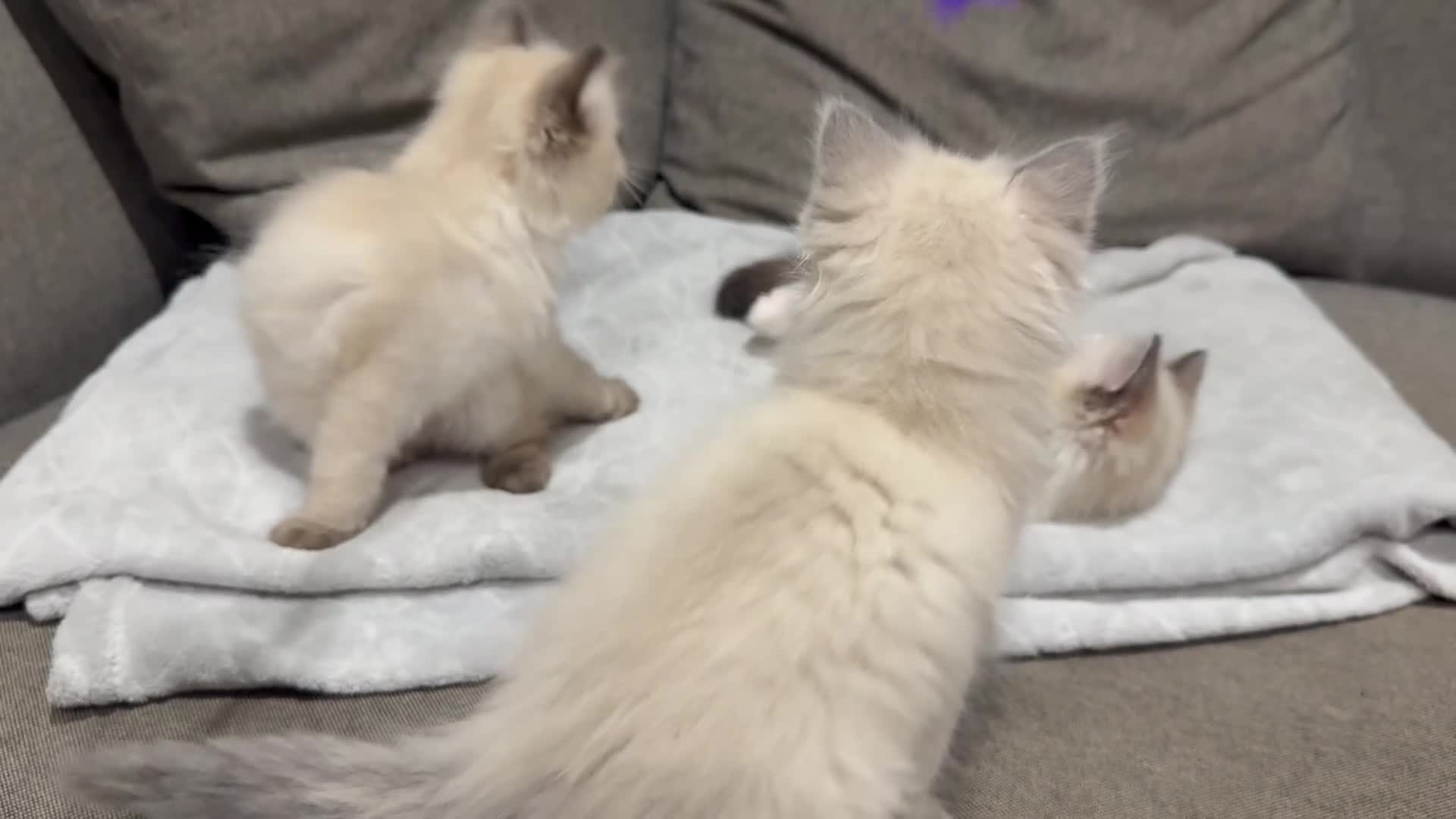Ragdoll cats for sale: GCCF REGISTERED RAGDOLL BOYS AVAILABLE  - Video 3