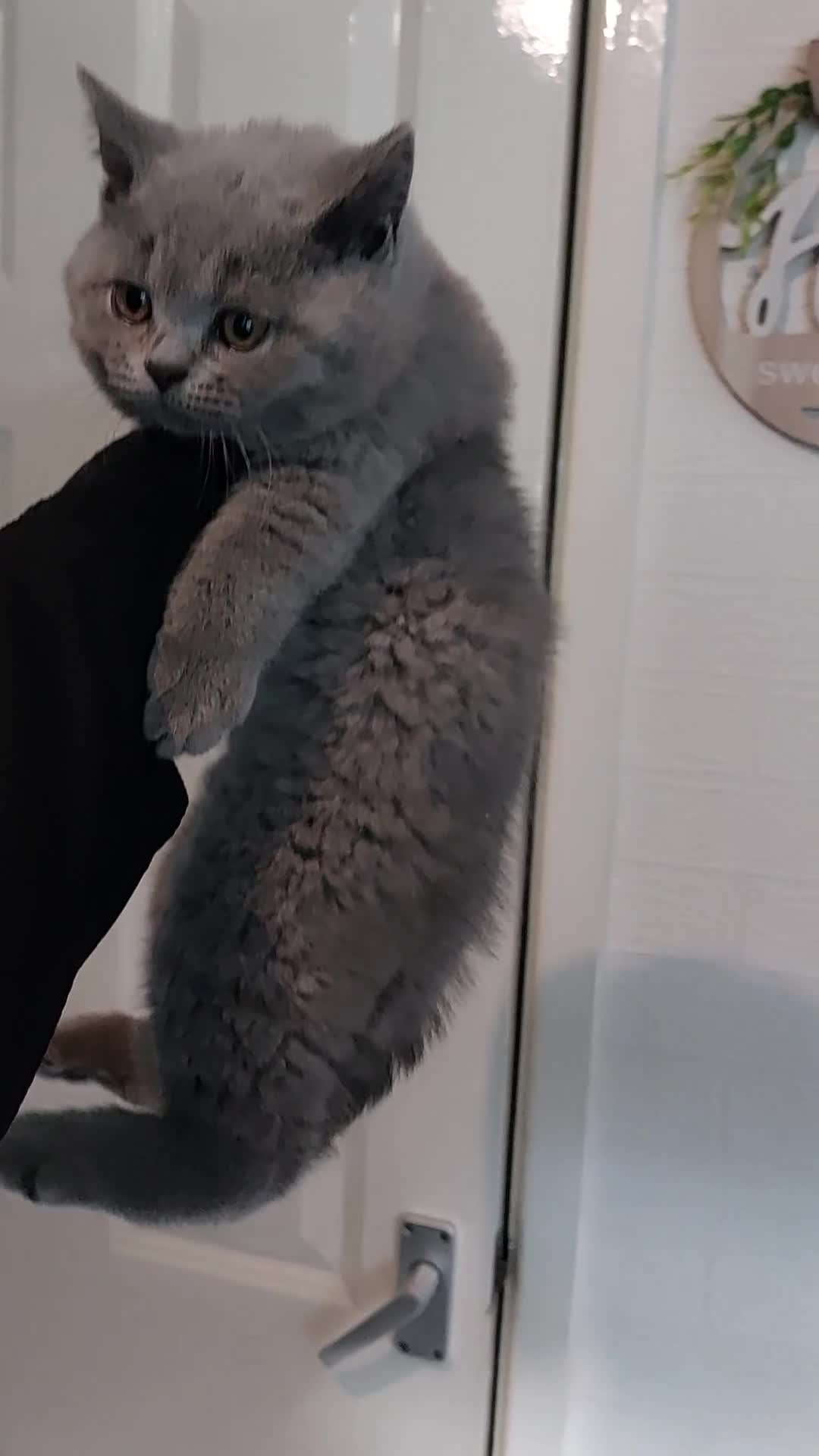 British Shorthair cats for sale: OUTSTANDING🏆PEDIGREE🎖CH SIRED in Dudley - Video 3