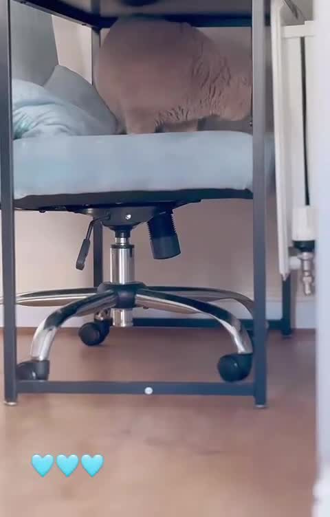 British Shorthair cats for sale: Super Chonky lilac boy  - Video 1