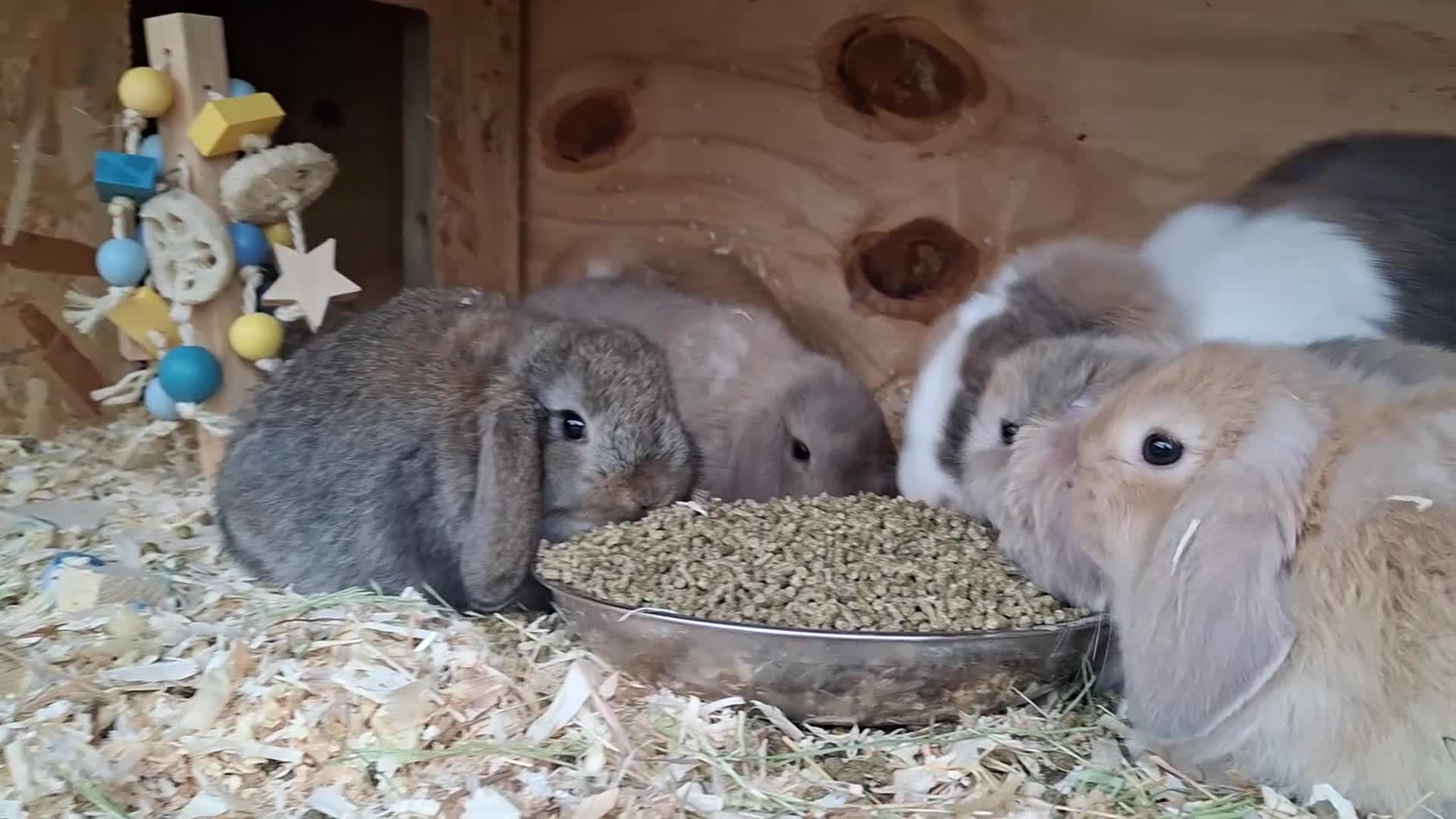 Mini Lop rabbits for sale: Stunning baby mini lops - Video 1