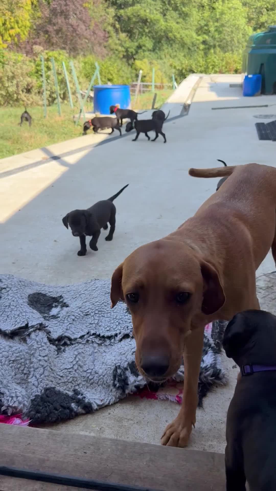 Mixed Breed dogs for sale: Adorable Labrador xxx puppies  - Video 1