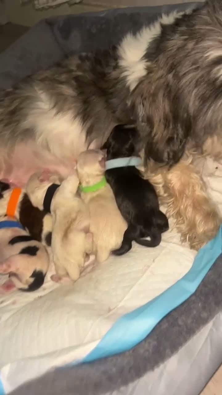 Shih Tzu dogs for sale: Shih Tzu puppies for sale - Video 1