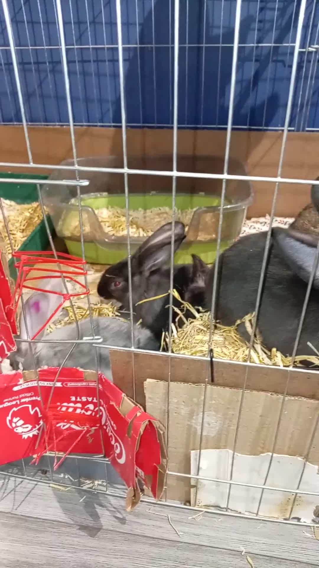 Continental Giant rabbits for sale: German Giants (continental giant rabbits) - Video 1