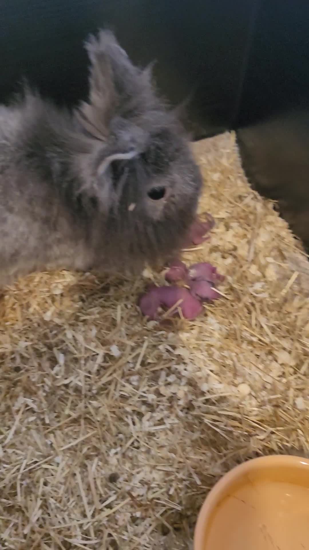 Lionhead rabbits for sale: Baby lionheads (not ready yet) - Video 1