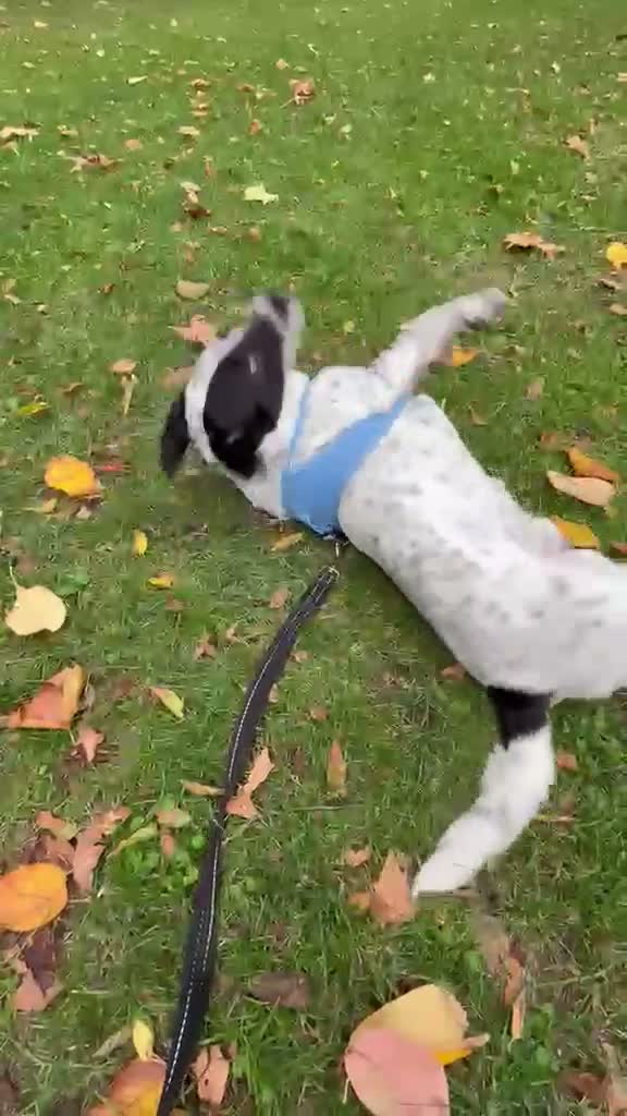 Mixed Breed dogs for adoption: Nokta♥️ Calm&Gentle Boy looking for forever home🤍 - Video 1