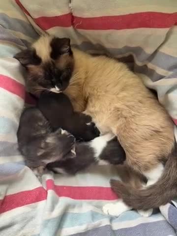 Ragdoll cats for sale: Ragdoll X Bombay in Stockbridge - Video 1