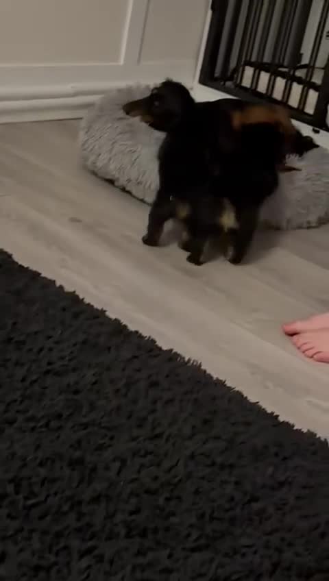 Miniature Dachshund dogs for sale: Long haired miniature dachshund puppies  - Video 1