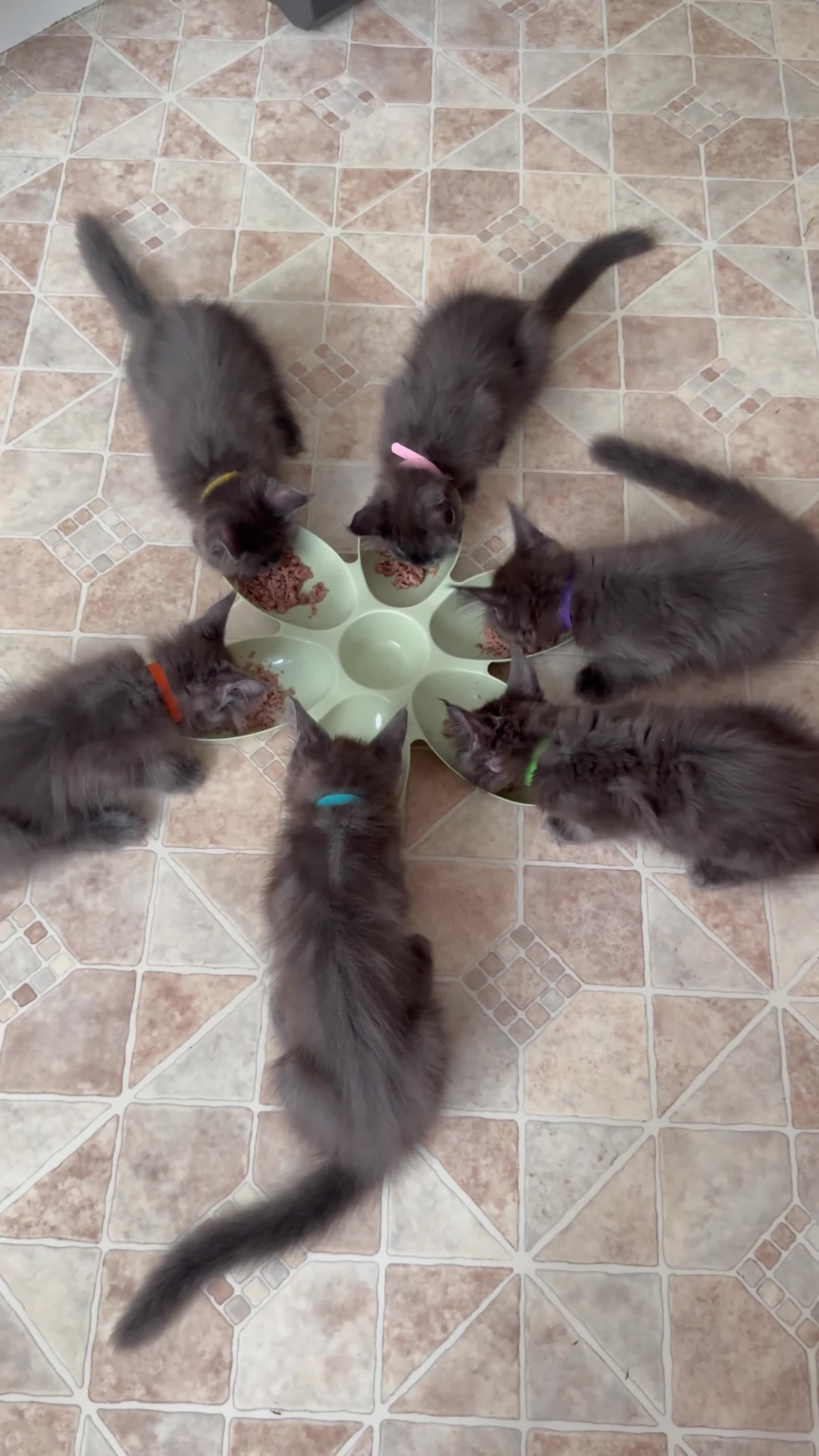Maine Coon cats for sale: 🐾 READY NOW 🐾 TICA/ GCCF Maine Coon kittens 👑  - Video 4