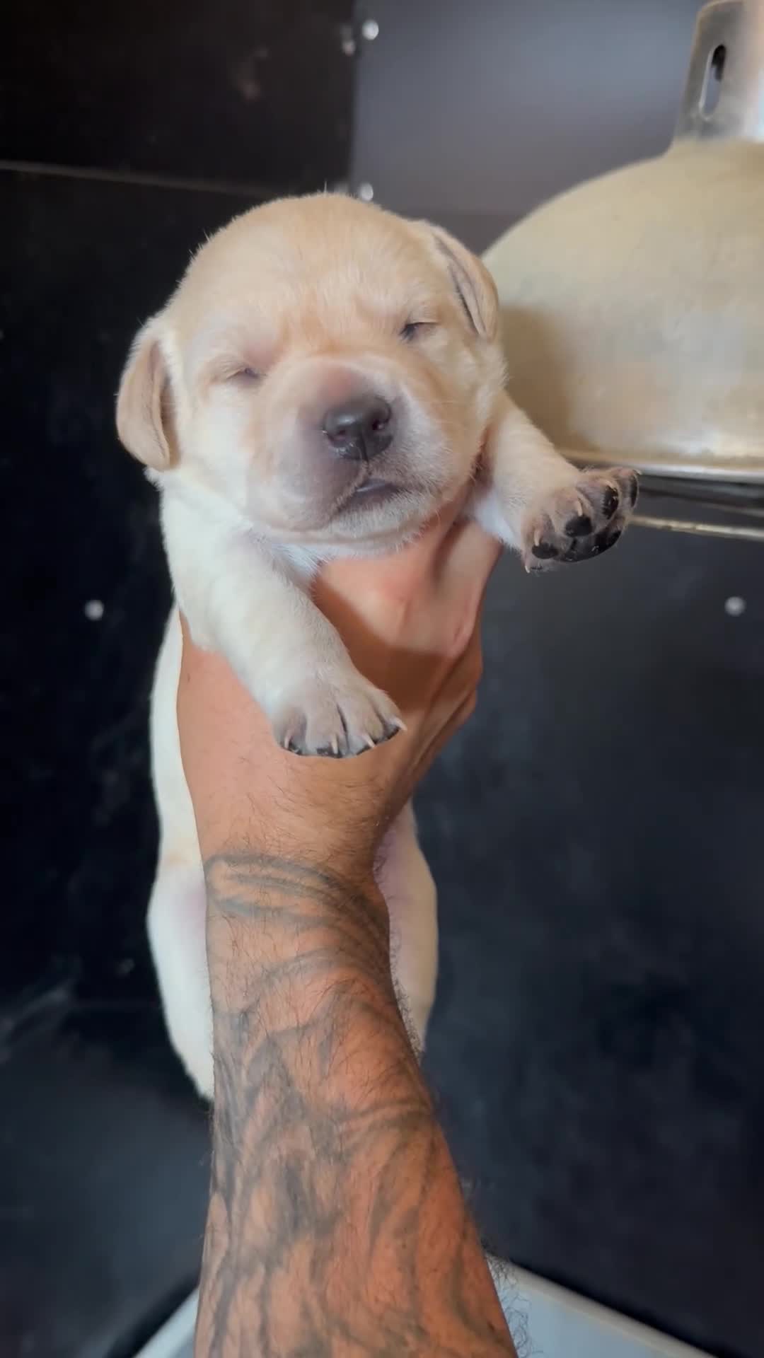 Labrador Retriever dogs for sale: KC Registered Working Labrador Retriever Puppies - Video 3