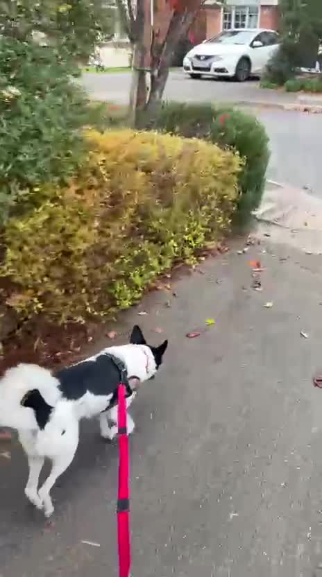 Mixed Breed dogs for adoption: 💖🐶 ELZA 🐶💖 - Video 1