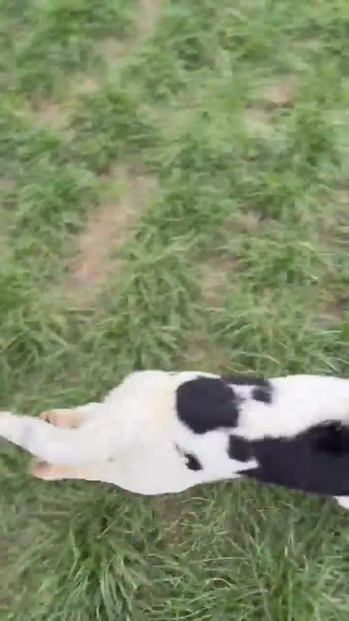 Mixed Breed dogs for adoption: ANGEL by name & nature - new videos added 13/3 - Video 2