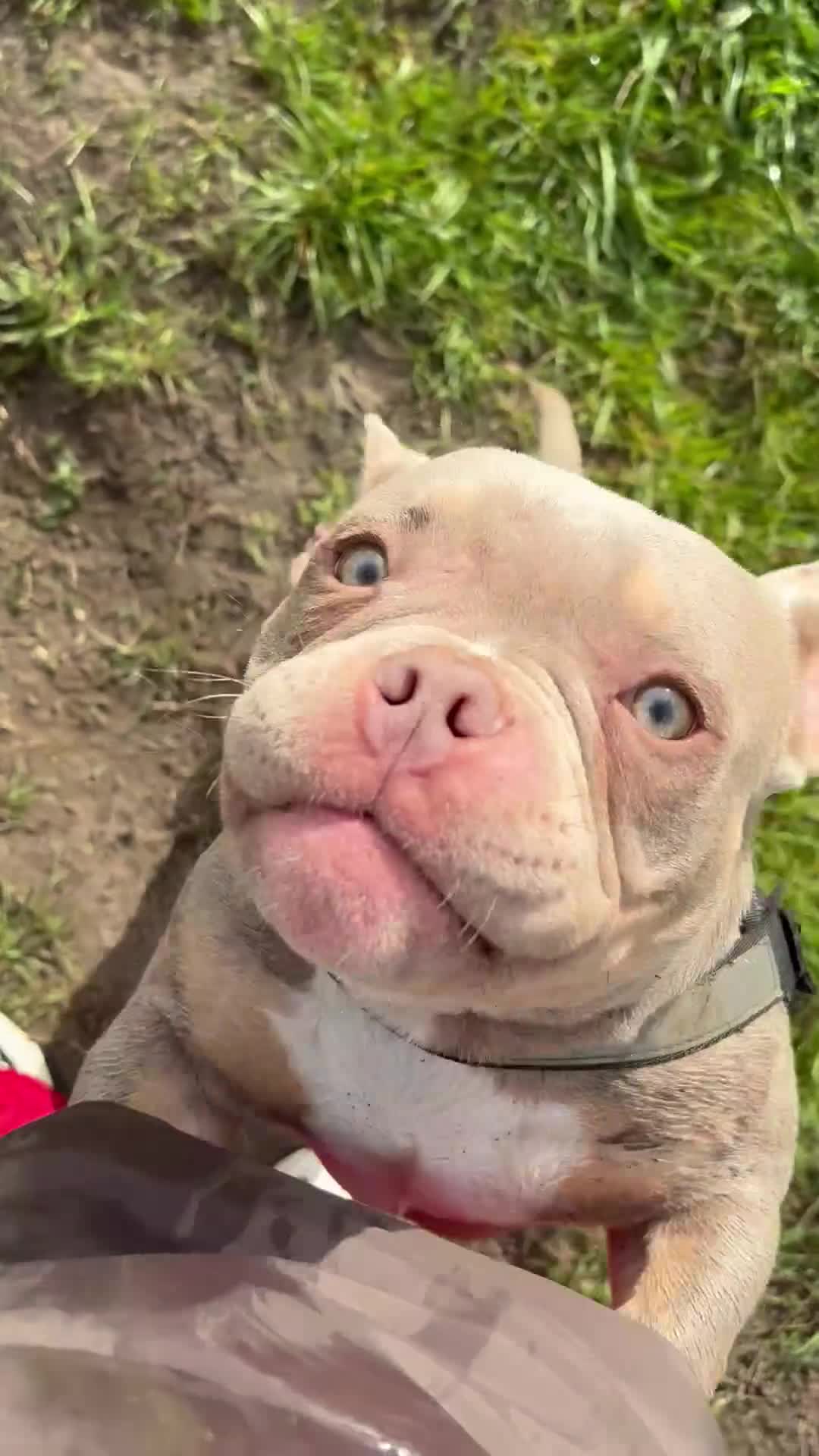 American Bully dogs for sale: Micro pocket bully pup - Video 1