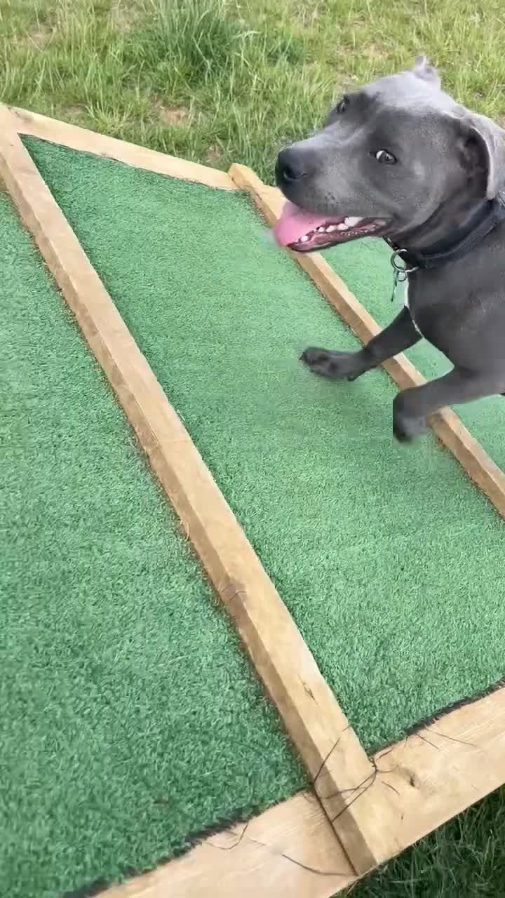 Staffordshire Bull Terrier dogs for sale: 6 month old male  - Video 1