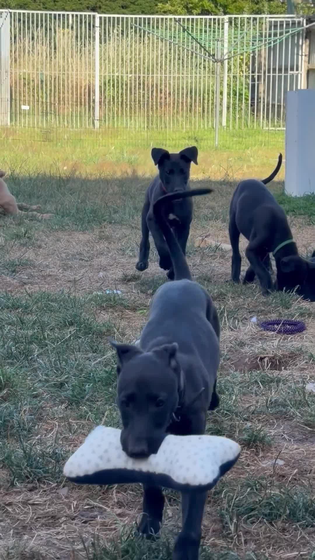 Lurcher dogs for sale: 3 beautiful male pups  in Taunton - Video 1