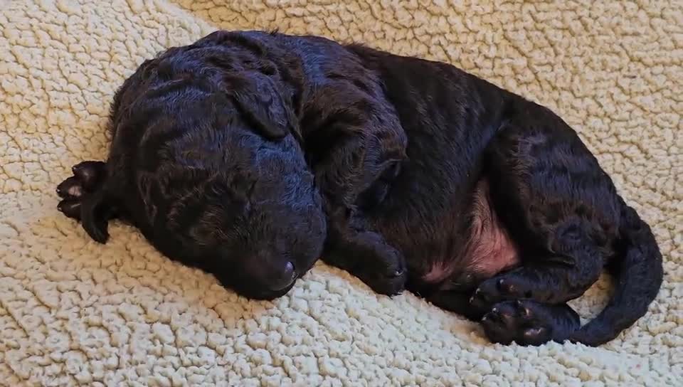 Goldendoodle dogs for sale: Exceptional Medium Goldendoodle pups for sale - Video 3