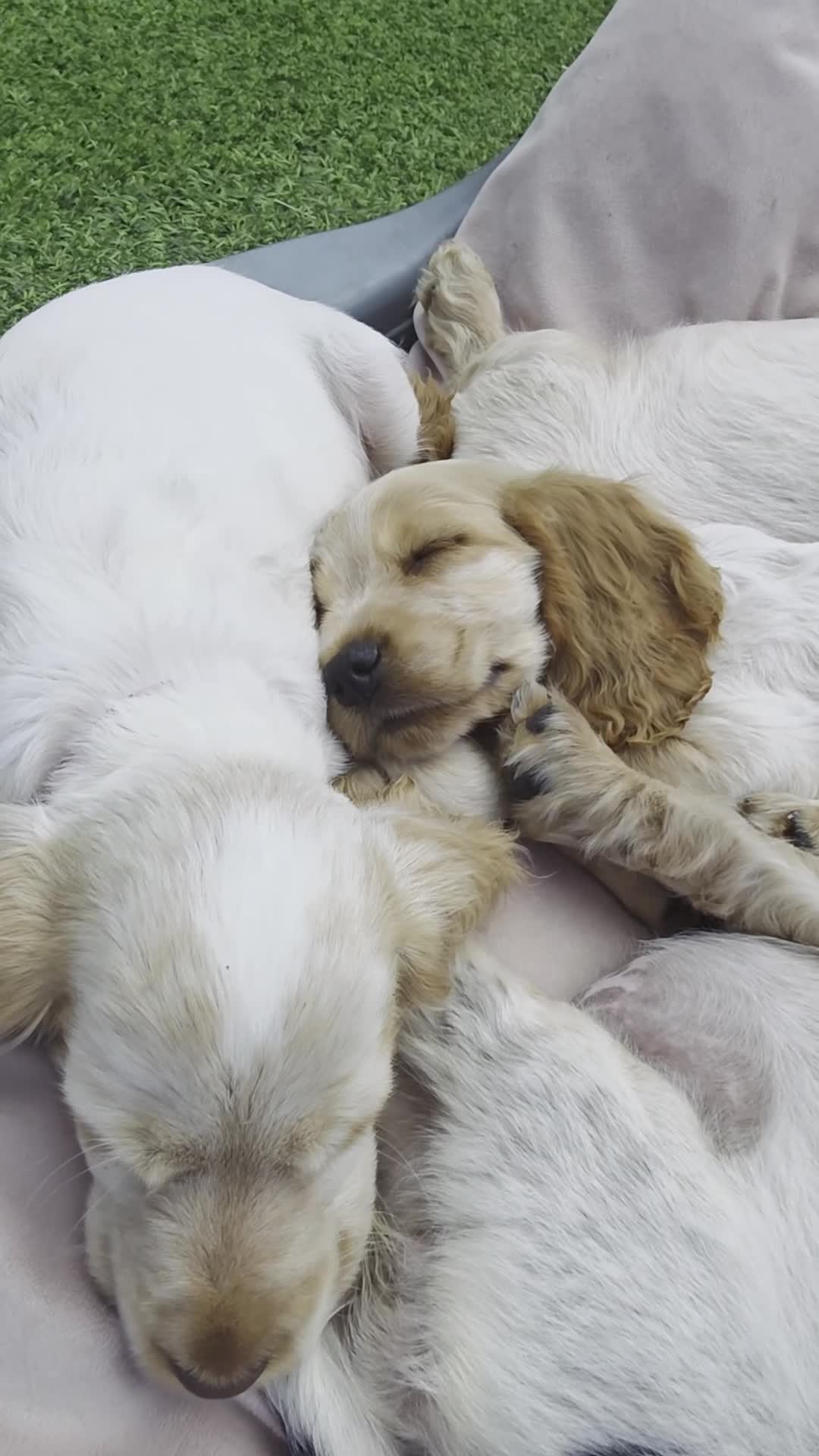 Cocker Spaniel dogs for sale: SHOW COCKERS READY NOW LAST LEMON BOY AND GIRL - Video 1