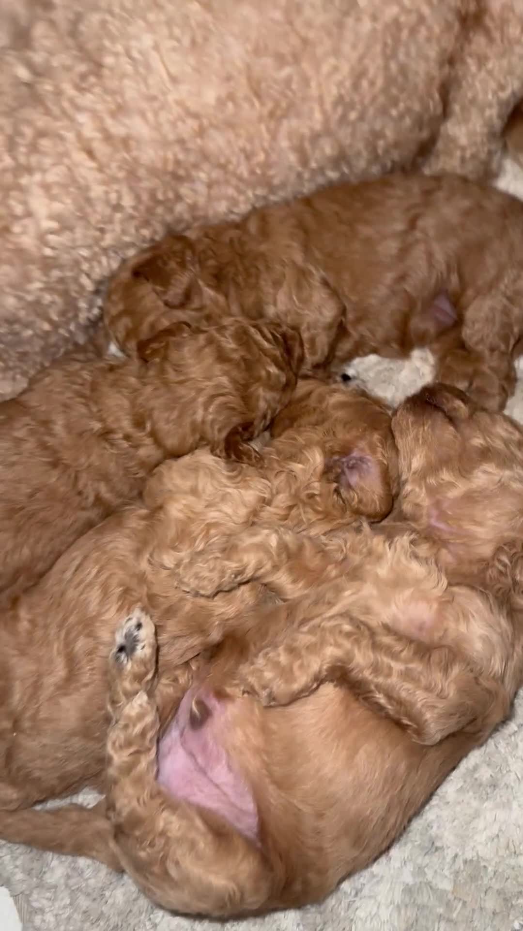 Miniature Poodle dogs for sale: Gorgeous miniature poodle puppies ✨ in Chichester - Video 1