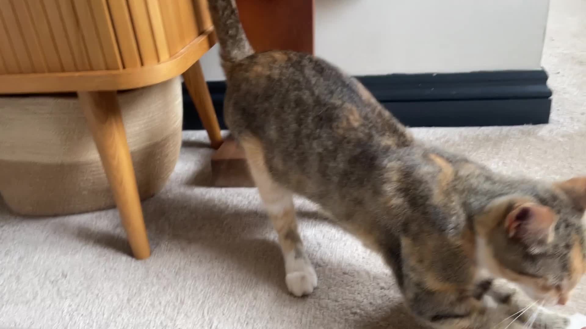 Mixed Breed cats for sale: Beautiful tabby mixed coloured cat - Video 1