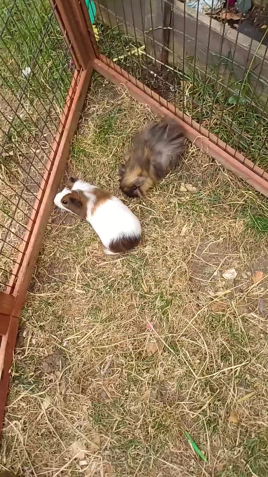 Guinea Pig rodents for sale: Brothers 8 weeks old  - Video 1