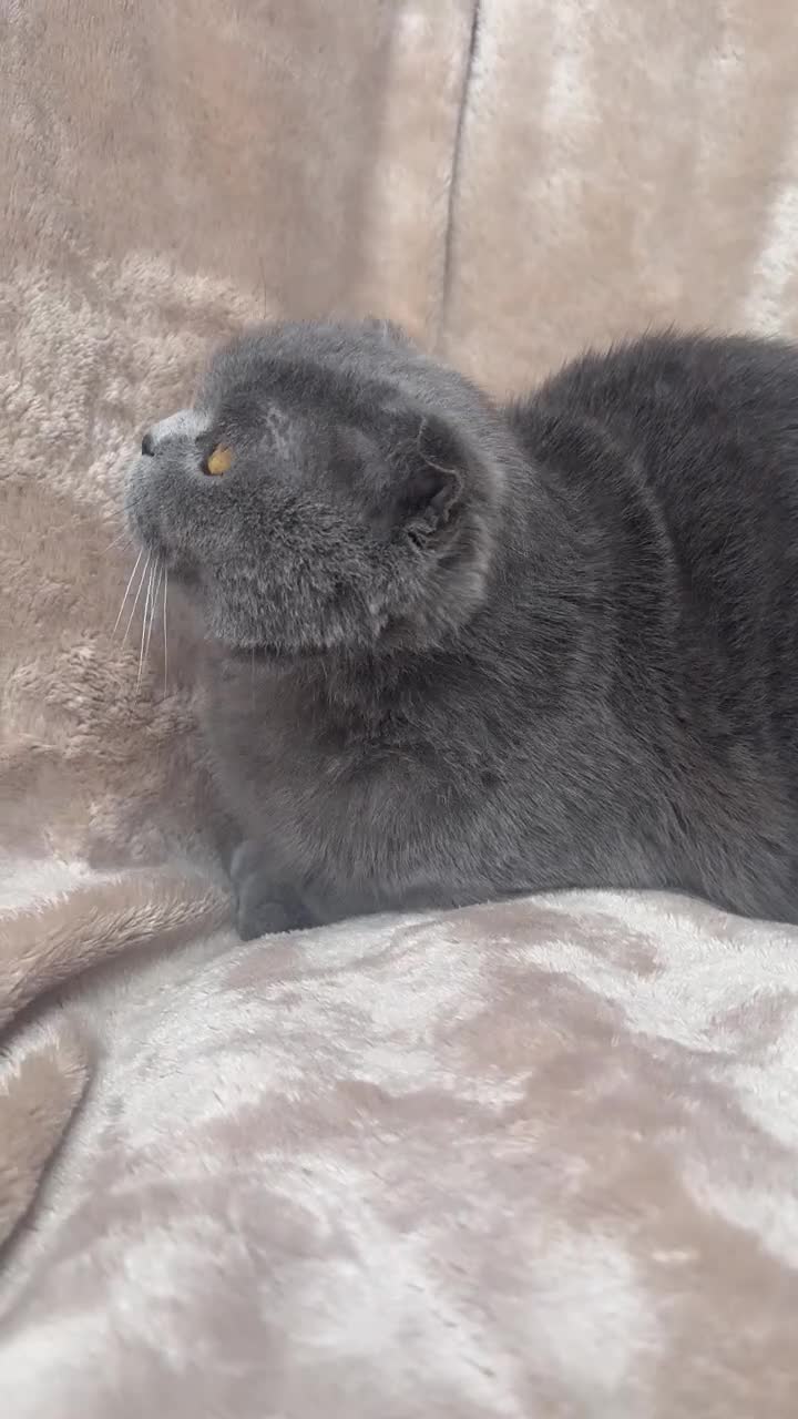 Scottish Fold cats for sale: Scottish fold - Video 1
