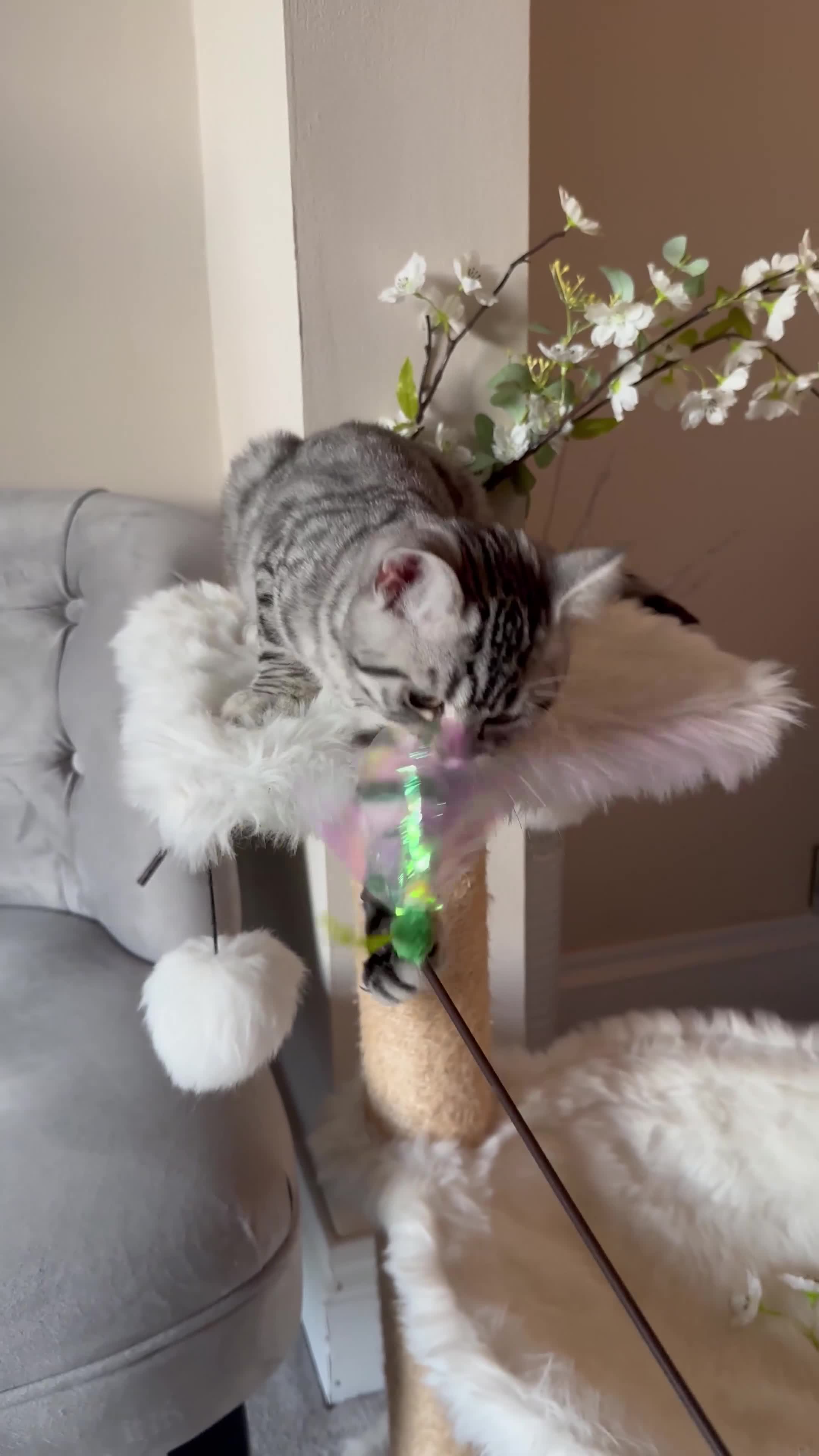 British Shorthair cats for sale: SILVER TABBIES - Registered & Full Pedigree - Video 3