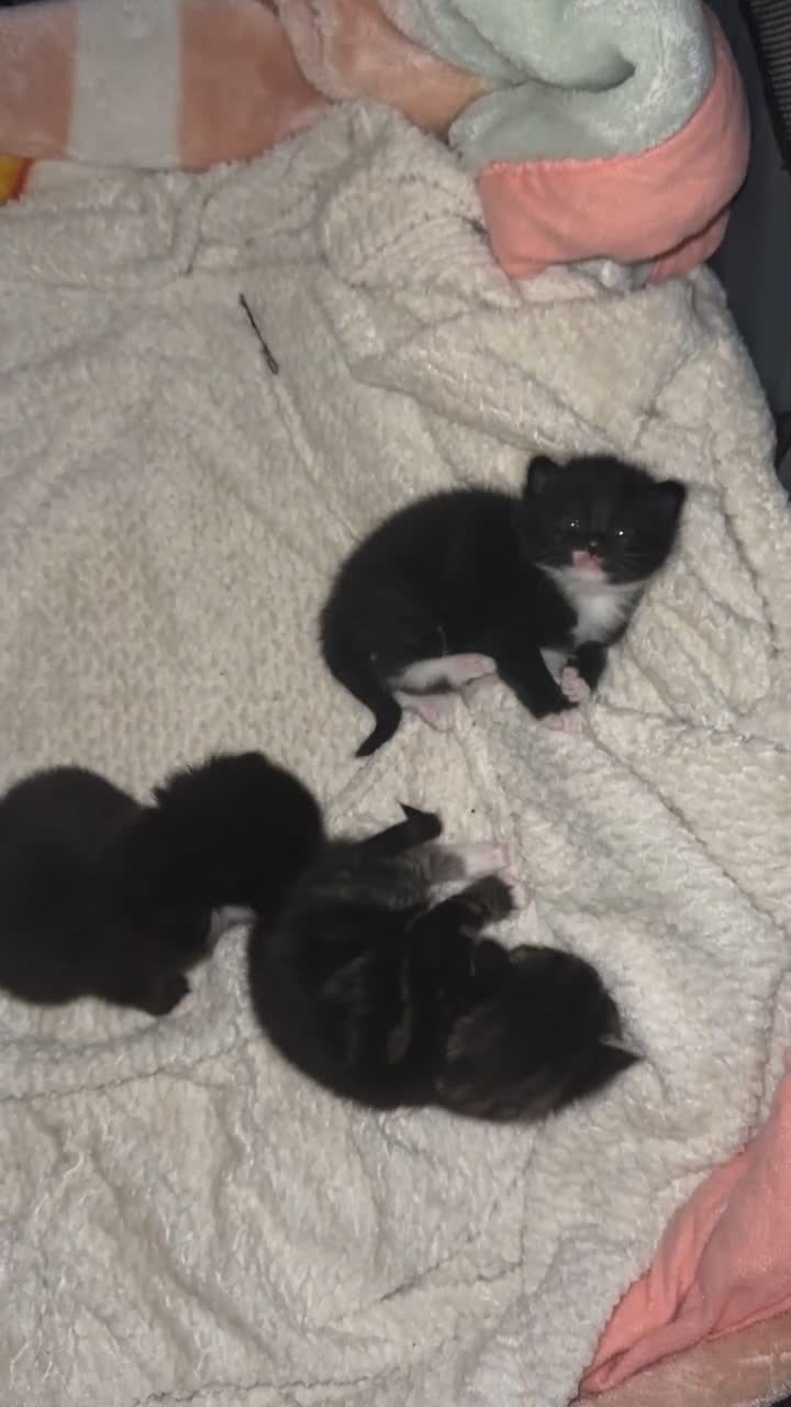 Mixed Breed cats for sale: 3 beautiful kittens  - Video 1