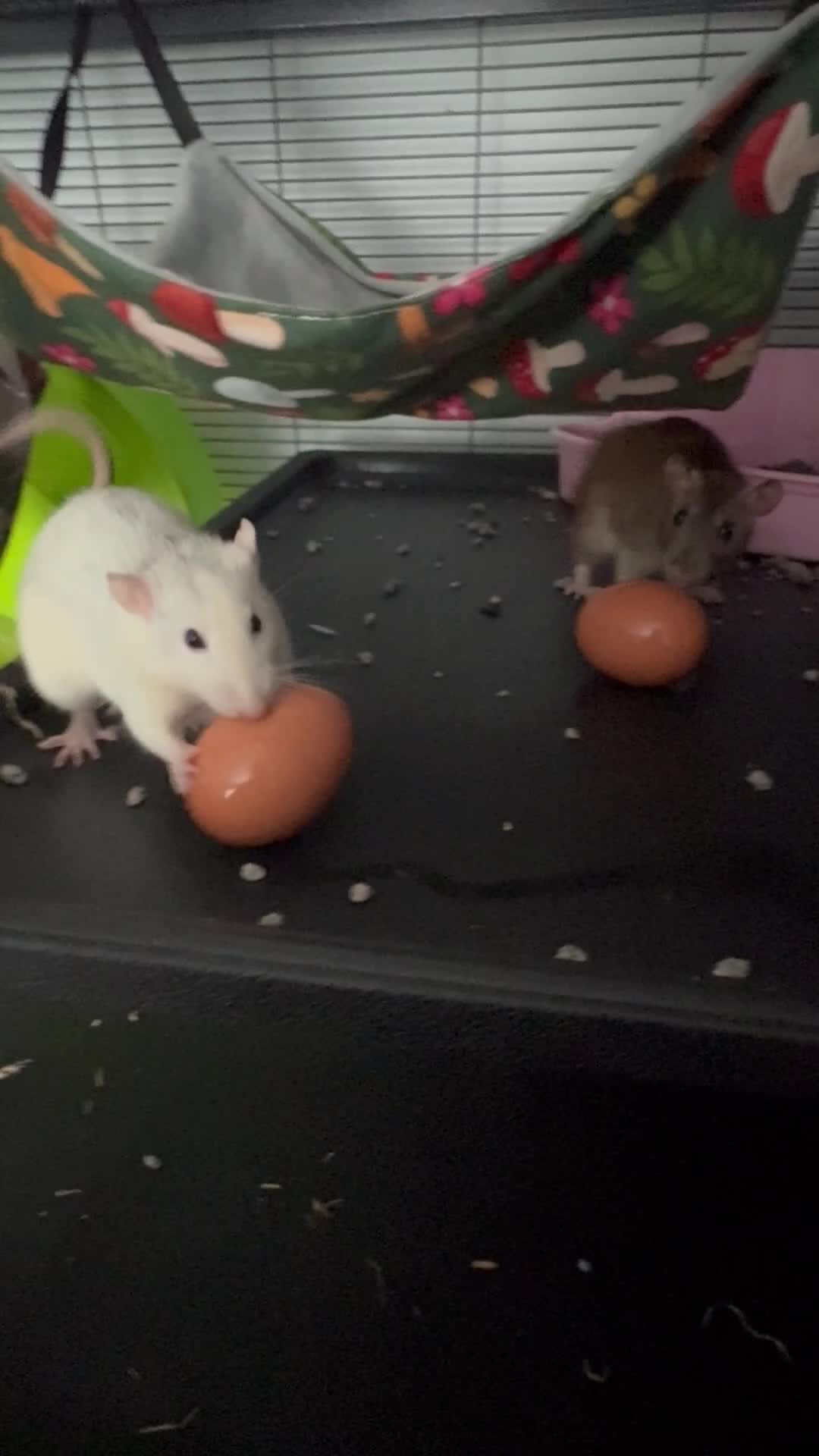 Rat rodents for sale: 5 Female Rats  - Video 1