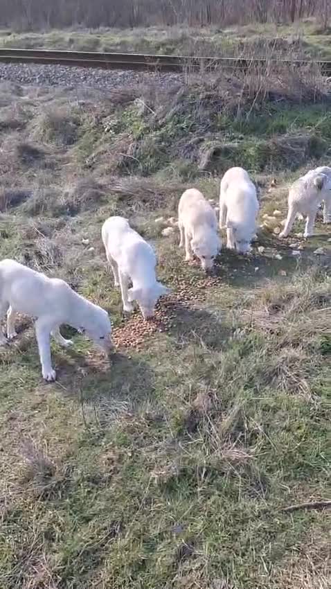 Mixed Breed dogs for adoption: 🤍 HAPPY – The Gentle Soul Who Still Believes 🐶✨ - Video 4