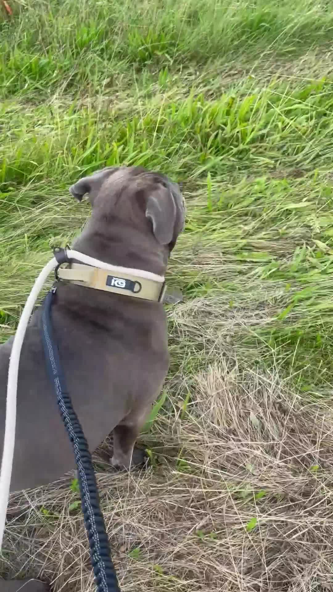 Mixed Breed dogs for sale: Beautiful mixed breed looking for her foreve home. - Video 3
