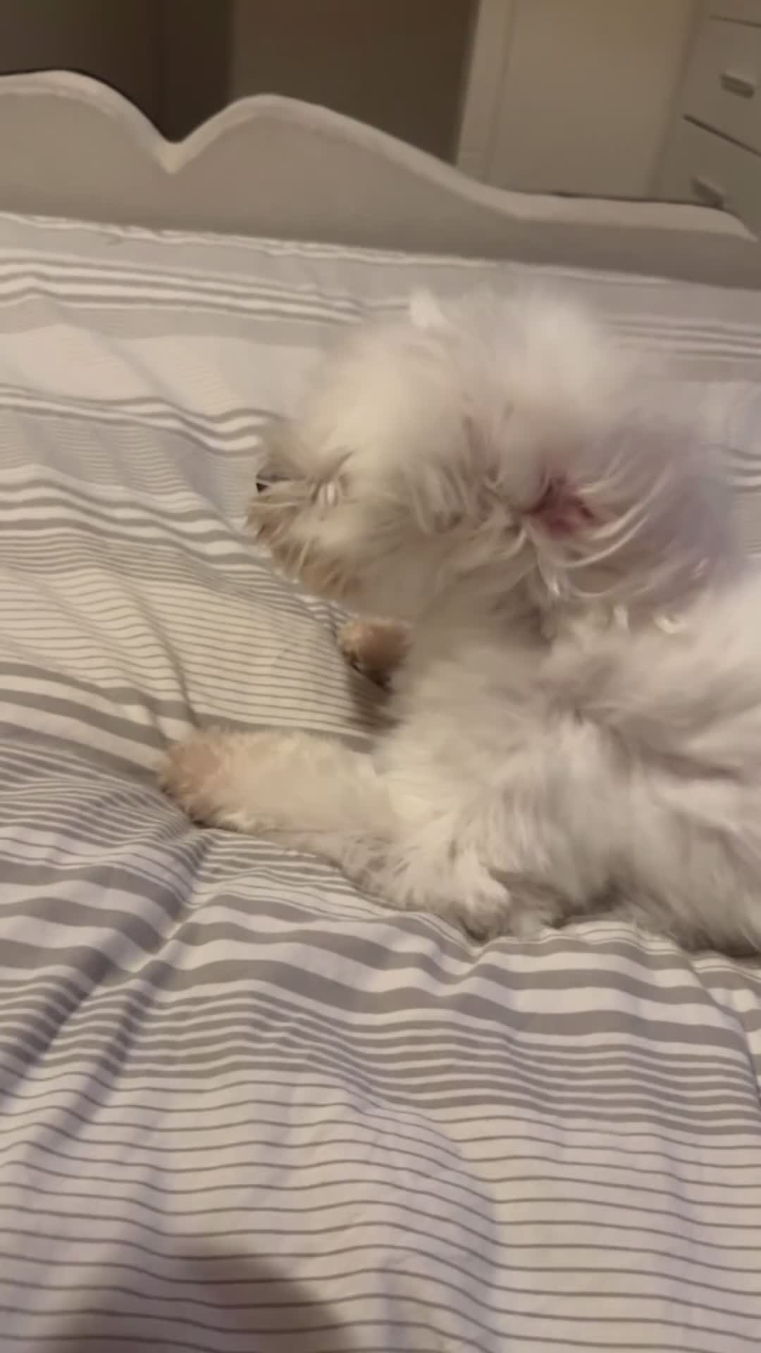 Mixed Breed dogs for sale: Loving dog Winter looking for her forever home - Video 1