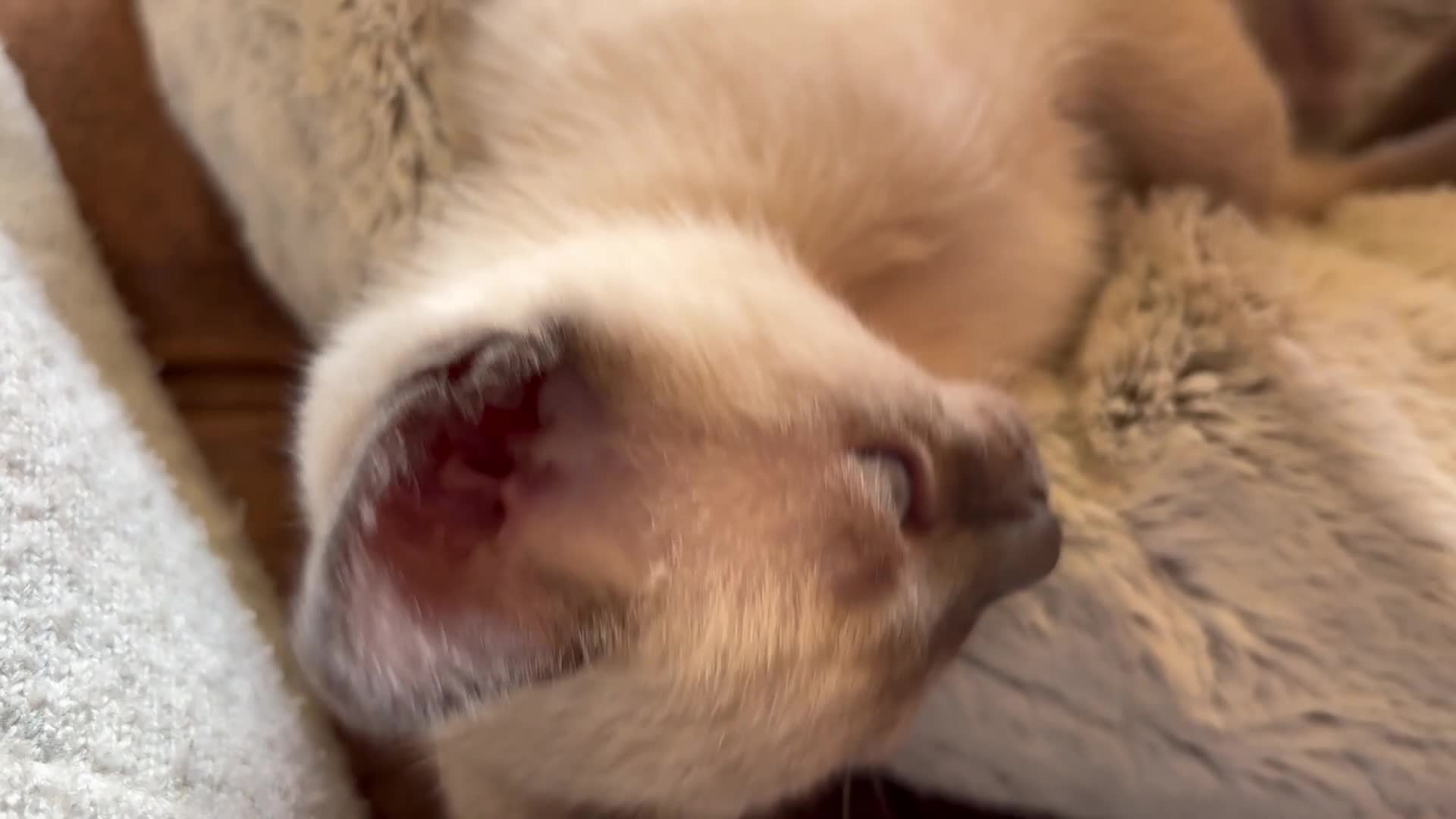 Tonkinese cats for sale: Superb Tonkdoll kittens - Video 3