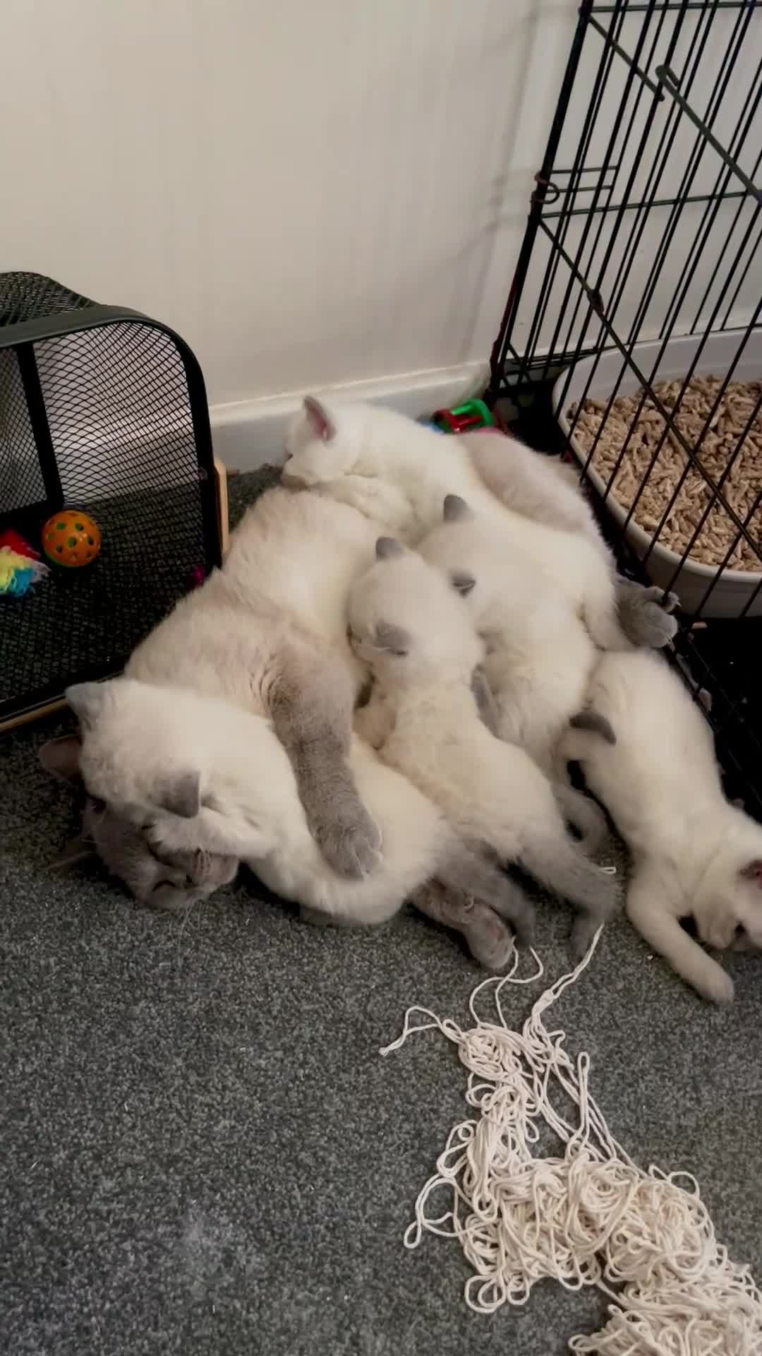 British Shorthair cats for sale: GCCF BSH Blue Colourpoint Kittens Rare - Video 1