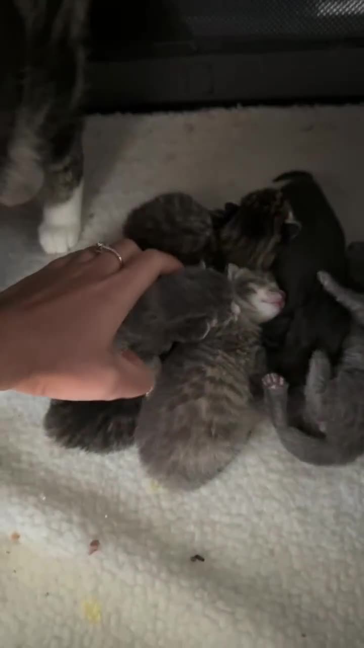 American Curl cats for sale: america curl max - Video 1