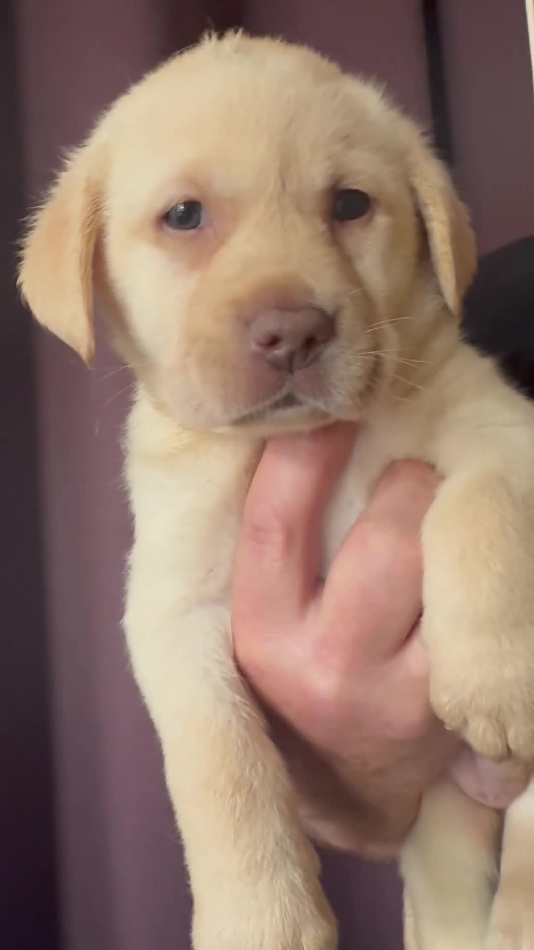 Labrador Retriever dogs for sale: Chunky KC reg Show line Champagnes boys  - Video 1