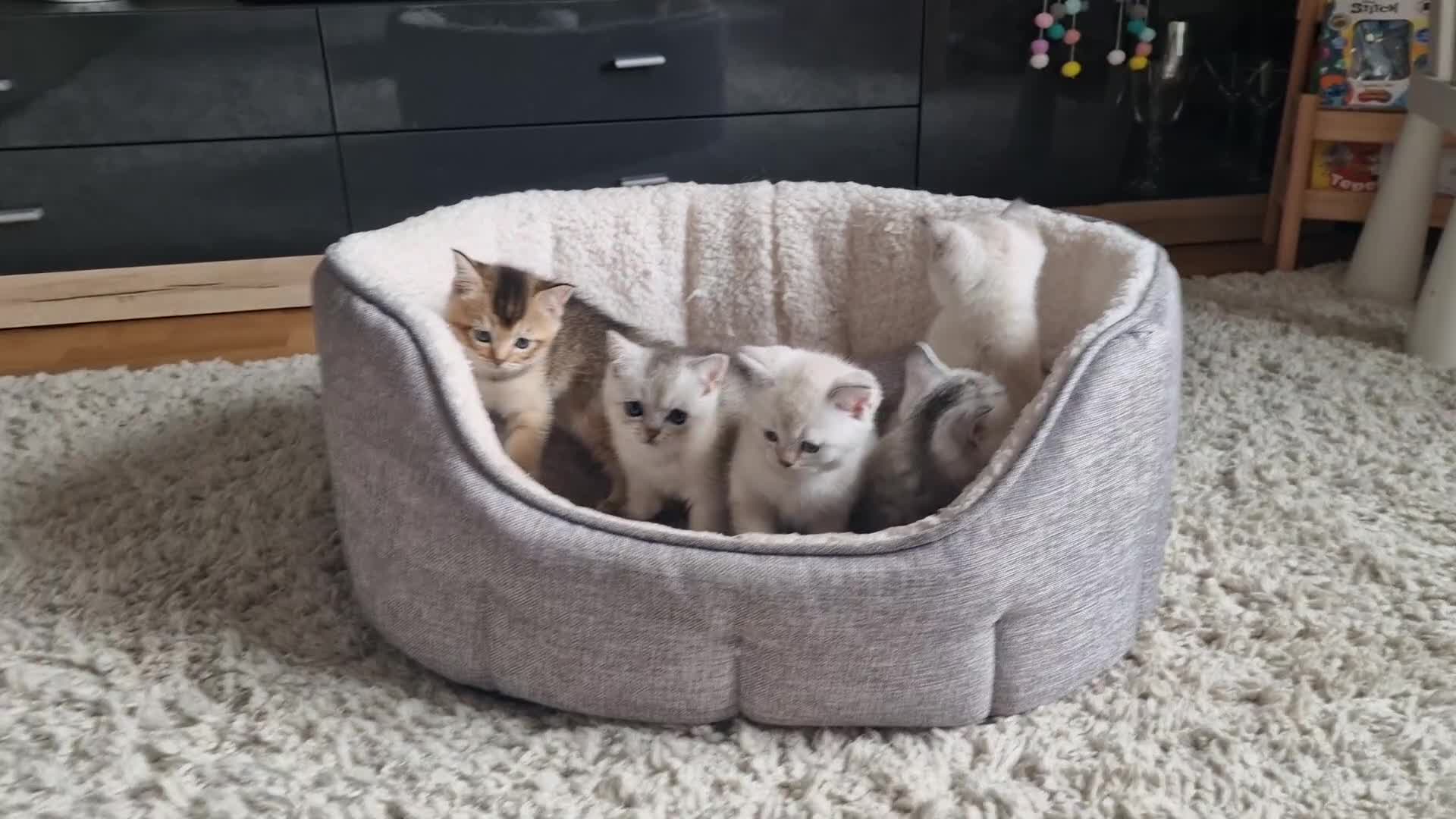 Scottish Fold cats for sale: Beautiful Scottish fold kittens - Video 1