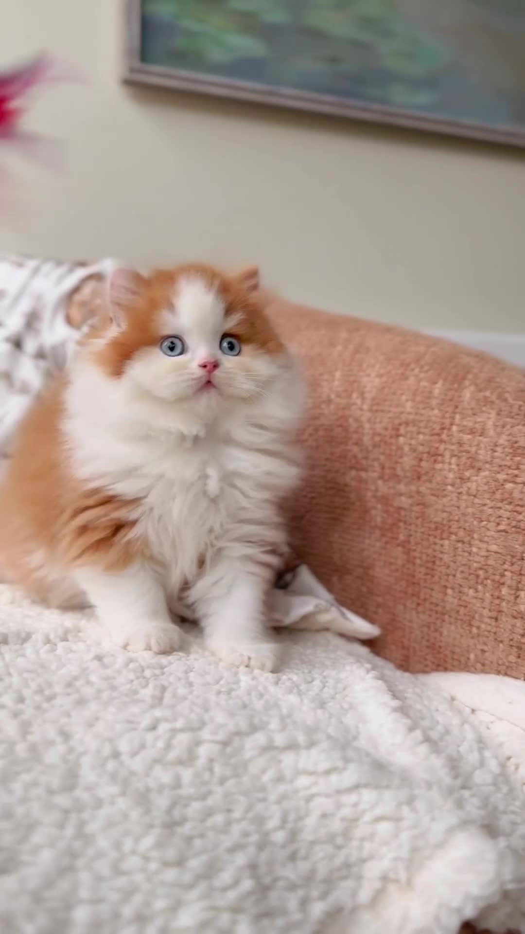 British Shorthair cats for sale: Two lovely boys left  - Video 1